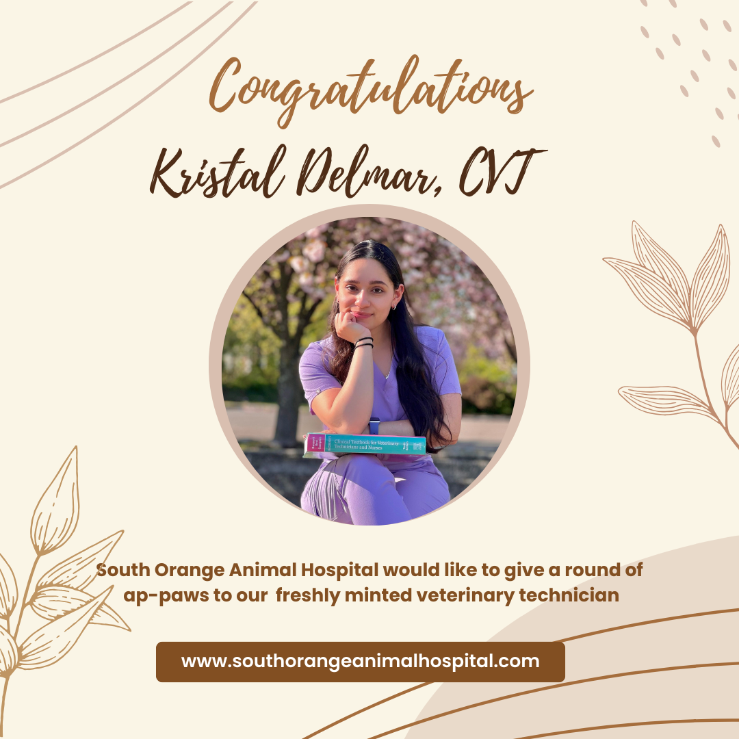 South Orange Animal Hospital South Orange veterinary hospital